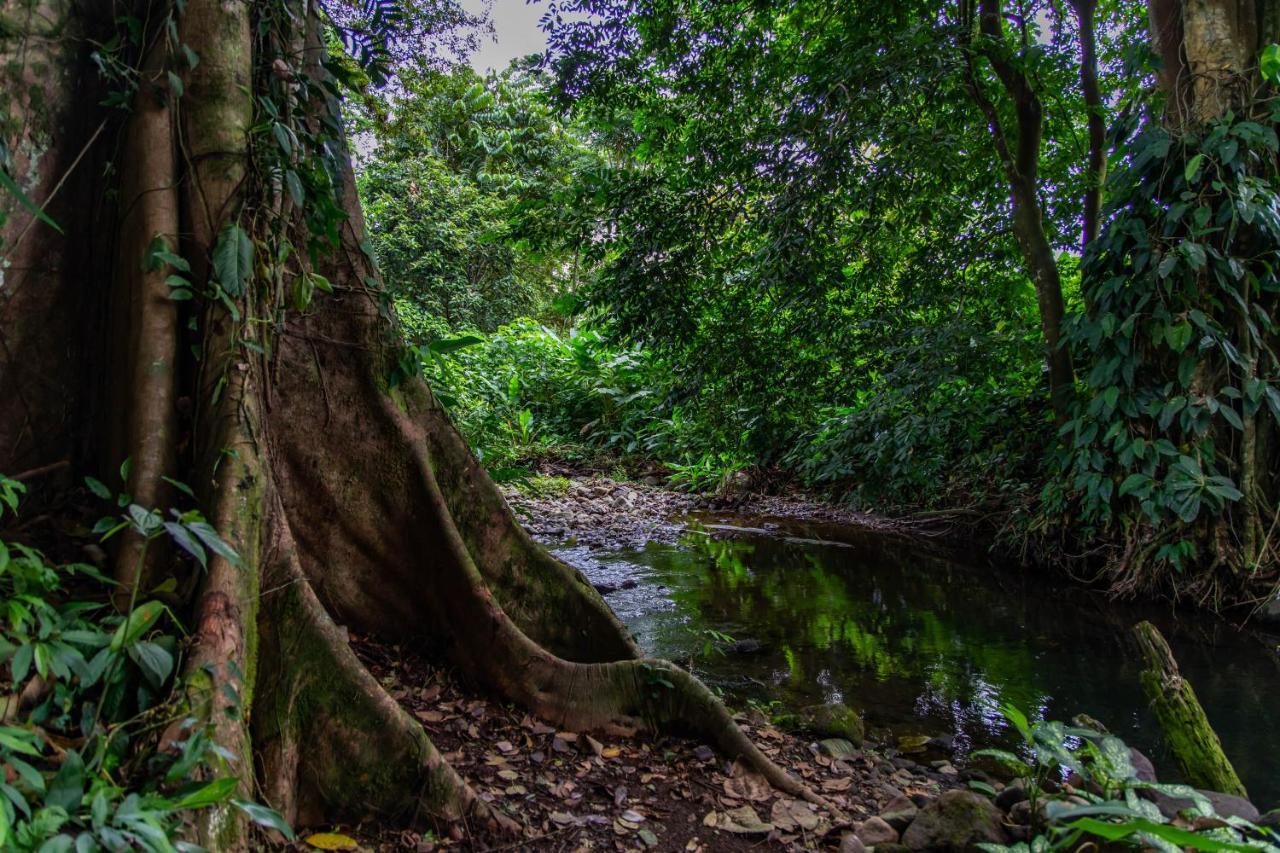 Noah'S Forest Hotel By Tifakara La Fortuna Ngoại thất bức ảnh